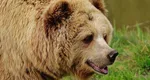 Care este Animalul asociat Spiritului tau si ce semnificatie are pentru tine, in functie de zodia ta