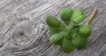 NOROCUL se schimbă pentru 3 ZODII în weekend. Ce rol are intrarea iubăreței VENUS în emoționalul RAC