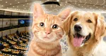 Parlamentul European, decizie istorică! Vânzarea câinilor și pisicilor în pet shop-uri va fi interzisă