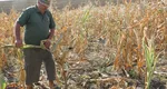 PSD solicită o poziţie unitară a României pentru apărarea agriculturii naţionale: ”Hrana şi securitatea alimentară nu pot fi condiţionate!”