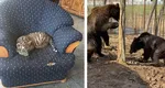 FOTO VIDEO Nu s-a găsit pantera neagră, dar avem o grădină zoologică plină de animale exotice în satul Picior de Munte din Dâmboviţa. Cu 50 de lei mângâi „regele junglei”, te joci cu pui de tigri sau căprioara „Bambi”. Poza cu maimuţa se taxează dublu!