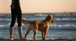 Canicula poate fi fatală animalelor de companie. Temperatura periculoasă pe timpul verii pentru câini. Când nu trebuie să ieși cu câinele afară, la plimbare