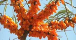 Fructul produs în România care se vinde din abundență în Europa. Este plin de savoare și sănătate și are mare cerere chiar și în Dubai