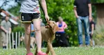 La ce temperaturi nu e bine să scoți câinele din casă. Sfaturi importante pentru stapânii de animale