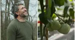 Ce probleme întâmpină Dragoș Bucur cu roșiile plantate în solar: „Trebuie să luăm atitudine. Avem mai multe soiuri”