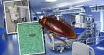 Anchetă la Centrul de Arşi al Spitalului Floreasca, după ce familia unei paciente a vorbit despre ”lagărul” prin care a trecut. A contractat mai multe bacterii, în timp ce gândacii mişunau prin salon