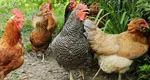 Amenzi usturătoare pentru cei care au prea multe păsări sau animale în curte. Puțini români cunosc această lege
