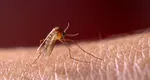Semnal de alarmă! Malarie cu transmitere locală în România. Medicii specialiști nu exclud apariția unui focar