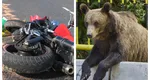 Motociclist ucis de urs pe Transfăgărășan. A fost târât într-o râpă din apropierea barajului Vidraru