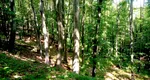 Totul despre scara misterioasă din pădurea Mehedințiului. Fenomene paranormale și comori ascunse la „Treptele uitării”