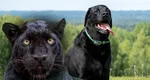 Pantera neagră din Bulgaria ar fi, de fapt, un… câine. Ce spun experiții bulgari despre urmele lăsate de animalul misterios