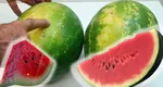 Cum îți dai seama dacă pepenele este copt. Trucul care te va ajuta să-l alegi pe cel mai delicios