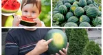 Atenţie la pepenele cu pată albă! Nutriţioniştii te sfătuiesc să alegi cele mai hidratante fructe a FOTO şi VIDEOle verii