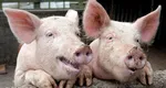 Carnea de porc românească, mai scumpă decât cea din import. Ministrul Agriculturii acuză supermarketurile: „Adaosul comercial pe produsul din România este mult mai mare”