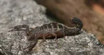 O localitate din România, invadată de scorpioni! Care este cauza apariției acestora