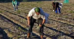 Românii care lucrează în Germania suferă pentru că fermierii nu mai vor să cultive sparanghel și căpșuni. Problemele agricole îi afectează în mod direct