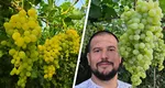 Primii struguri românești sunt gata de cules. Cum arată și cât costă strugurii de seră, crescuți printre legume
