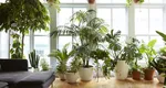Ce plante ar trebuie să ai în casă pe timp de caniculă. Îți vor da o stare de bine și îți vor răcori locuința
