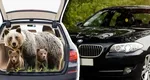 Un bărbat care a plimbat ursul cu BMW-ul prin România, prins de polițiști