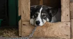 Amenzi mari pentru românii care îşi ţin câinii în lanţ. Ce prevede noua lege şi când intră în vigoare