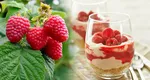 Cheesecake cu zmeură la pahar, fără coacere. Cel mai simplu desert pe care îl poți prepara în zilele călduroase de vară