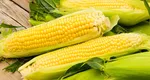 Ce afecțiuni poate trata porumbul fiert. De la bob până la cenușa coceanului, alimentul este un medicament natural pentru organism