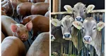 Măsuri ferme pentru bunăstarea animalelor. Tăierea cozii la purcei, interzisă! Fiecare vacă de lapte să aibă propriul loc de hrănire