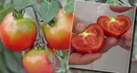 Motivul pentru care roșiile au miezul verde. Cumpărătorii s-au plâns pe un grup în mediul online