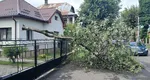 Locuințe inundate și arbori rupți după o furtună extrem de puternică în Sighetul Marmației