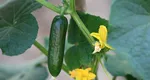 Plantatul castraveților pentru toamnă nu a fost niciodată mai simplu: Metoda nemțească, ideală pentru a culege ușor castraveții fără să stai cocoșat în soare