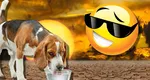 Schimbare radicală a vremii după valul de furtuni. Romica Jurca are prognoza oficială a ANM. Cum arată hărţile meteo petru toată luna august