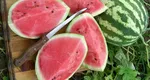 Seminţe de pepene verde, o gustare plină de proteine. Se trag la tigaie şi se servesc în salate sau cu iaurt