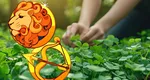 Două zodii cărora norocul le bate la ușă începând cu 19 august, ora 19.00. Timp de câteva săptămâni, vor avea succes după succes, pe plan financiar și sentimental