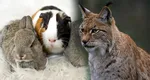 Grădină zoologică, apel controversat către localnici. Oamenii sunt îndemnați să-și doneze animalele de companie pentru a hrăni râșii: „Nimic nu se irosește”