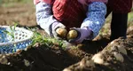 Românii sezonieri din Germania, între muncă infernală și salarii la limita legală: Sindicatele cer respect, plată corectă și condiții decente de muncă