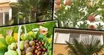 Fructe exotice cultivate în România. În viitorul apropiat, vom putea cultiva în propriile grădini sau balcoane banane, curmale sau rodii