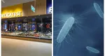 Un lot dintr-un aliment preferat de mulți români a fost retras din magazinele Kaufland. Risc de infectare cu o bacterie ce provoacă listerioză!