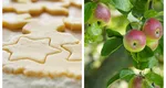 Rețetă simplă de biscuiți cu un singur măr. Este rapidă și foarte sănătoasă pentru cei mici