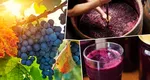 Cum prepari cel mai bun must la tine acasă. Trucurile podgorenilor pentru a obține cea mai gustoasă licoare de struguri