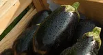 Cum să alegi cele mai bune vinete și cum să le păstrezi pentru la iarnă. Cele mai tari trucuri pe care orice gospodină trebuie să le știe
