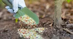 Fertilizarea de toamnă a pomilor fructiferi. Cum se face corect şi ce substanţe trebuie folosite