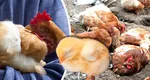 La ce oră se duc găinile la culcare, în funcție de anotimp. Cum se schimbă ora la coteţ!