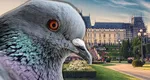 Urlă FOAMEA în români! Austeritatea lui Bolojan îi împinge pe oameni la gesturi extreme: o femeie din Iași a ajuns la Socola după ce a prins un porumbel de pe stradă și l-a mâncat
