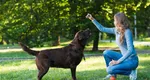 Ministerul Muncii a aprobat o nouă meserie în România. Lucrătorii pot câștiga între 40 și 100 de lei pe zi