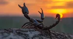 Pasionalul MARTE este în misteriosul SCORPION. Ce MESAJE puternice vor primi aceste ZODII?