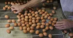 Asociațiile producătorilor din Franța susțin că în magazine ajung ouă importate din Ucraina, care conțin antibiotice ”strict interzise în Uniunea Europeană de mai bine de 15 ani”