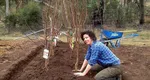 Ce pomi se plantează toamna. Care este perioada ideală pentru a pune pomii în pământ