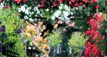 Trandafiri înfloriți și parfumați. Ce este bine să pui la rădăcină după jumtatea lunii septembrie. Florarii au dezvăluit trucurile