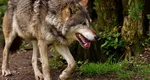 Fetiță mușcată de lup în Halkidiki. Alertă pe insula preferată a românilor
