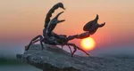 Horoscopul tău pentru sezonul SCORPIONULUI (22 octombrie – 20 noiembrie 2025). Portal de mister și transformări interioare, bântuie Mercur retrograd
